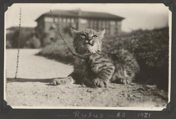 Rufus II, U of A mascot