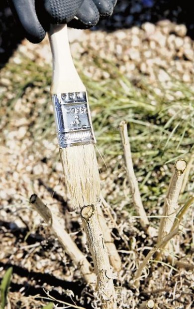 : Killing desert broom  