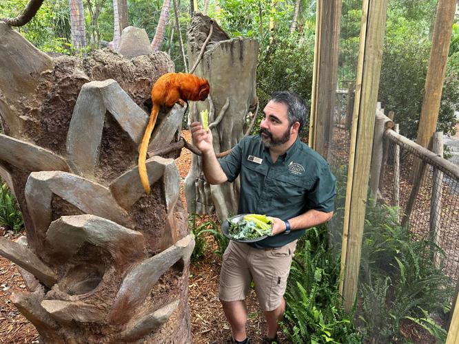 Sloth Tamarin Habitat
