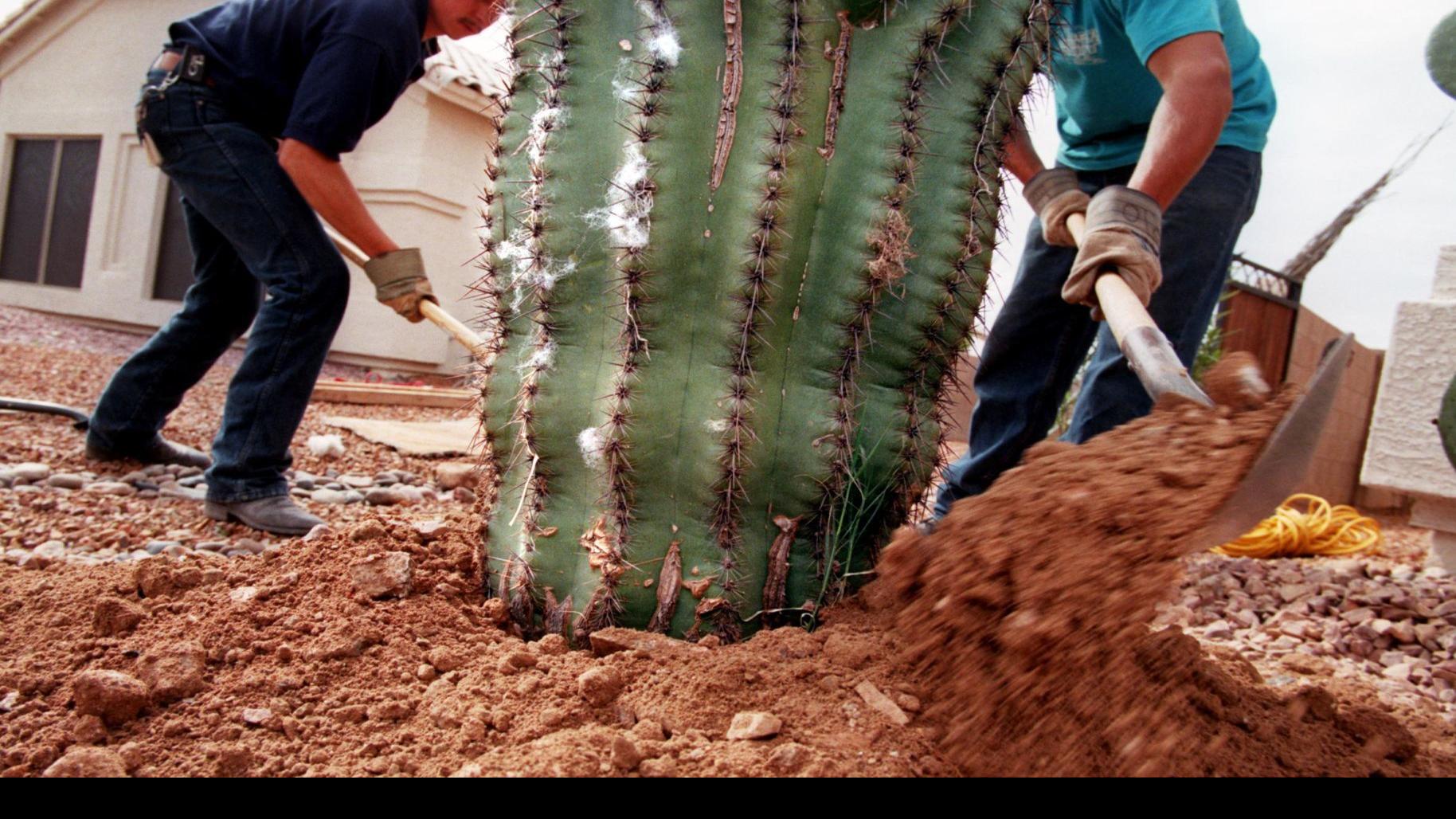 Rosie On The House Top 3 Home Improvement And Landscape Articles