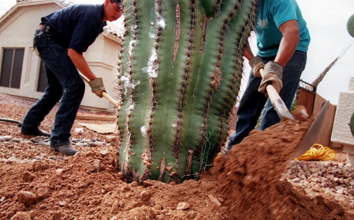 Saguaro