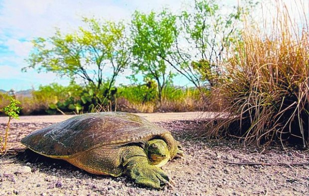 Agua Caliente Park: Tucson's oasis  