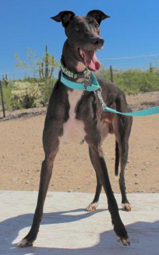Southern Arizona Greyhound Adoption: Superman
