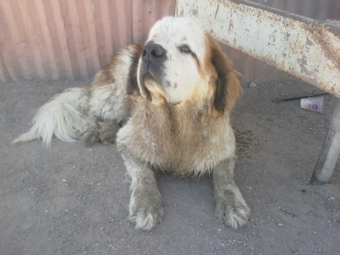 Happy National Dog Day!