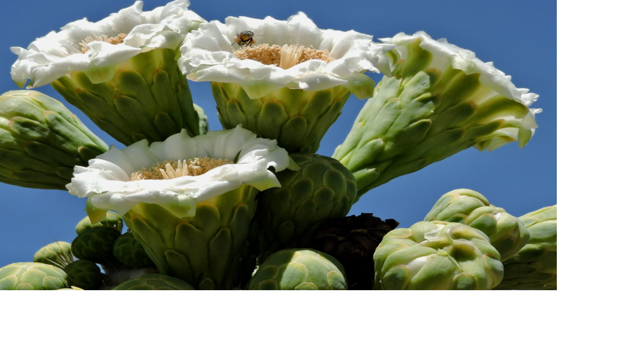 Spring in Tucson: Readers share their saguaro bloom photos | Local news ...