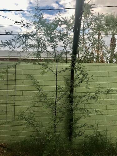 Volunteer acacia takes advantage of downspout