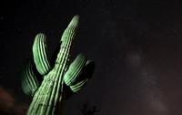 Saguaro National Park
