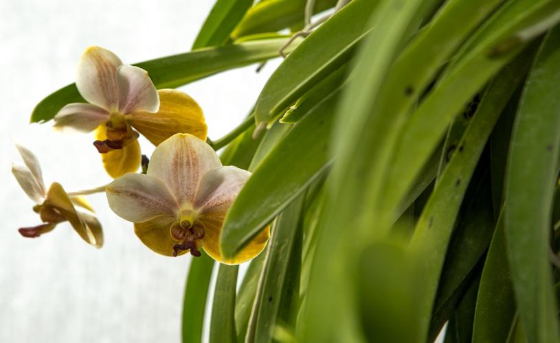 Botanical Orchids
