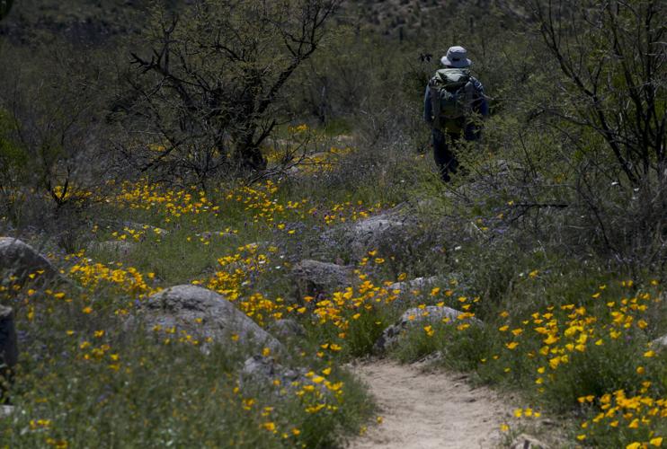 Tucson Wildflower Watch 2022 What flowers you’ll see and where to find