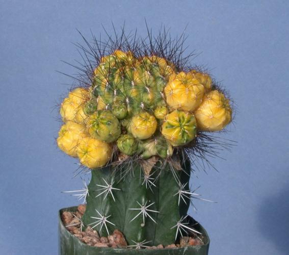 Odd progeny, when cacti intermarry    