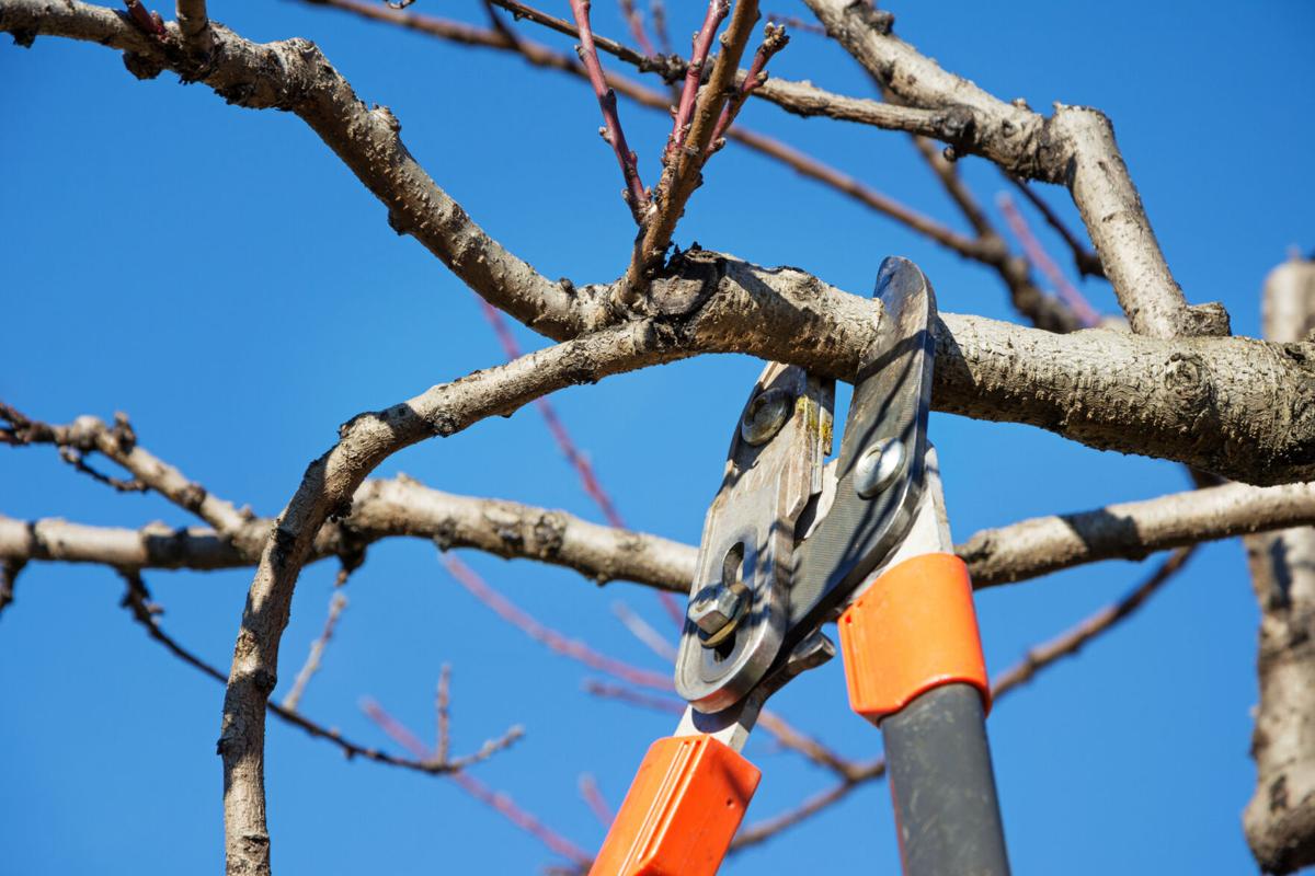 pruning trees
