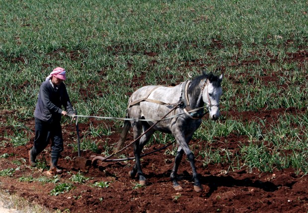 Animal shots of the week
