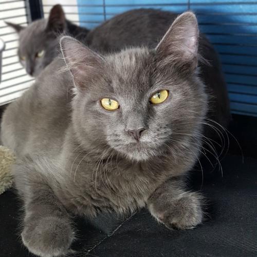 Adopt a friend: Blue