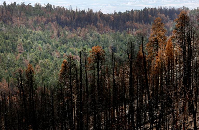 Frye Fire recovery on Mt. Graham