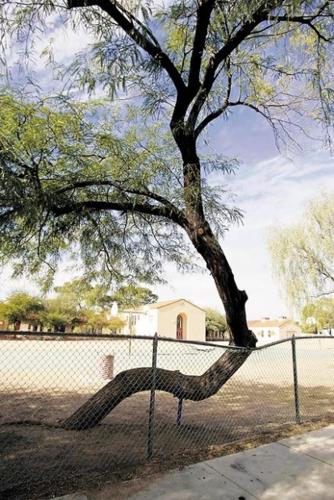 Old friend may cease to be; girl wants to save this tree  
