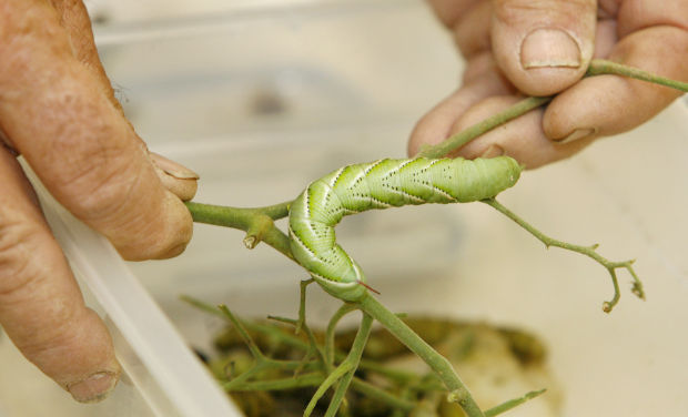 Hornworm