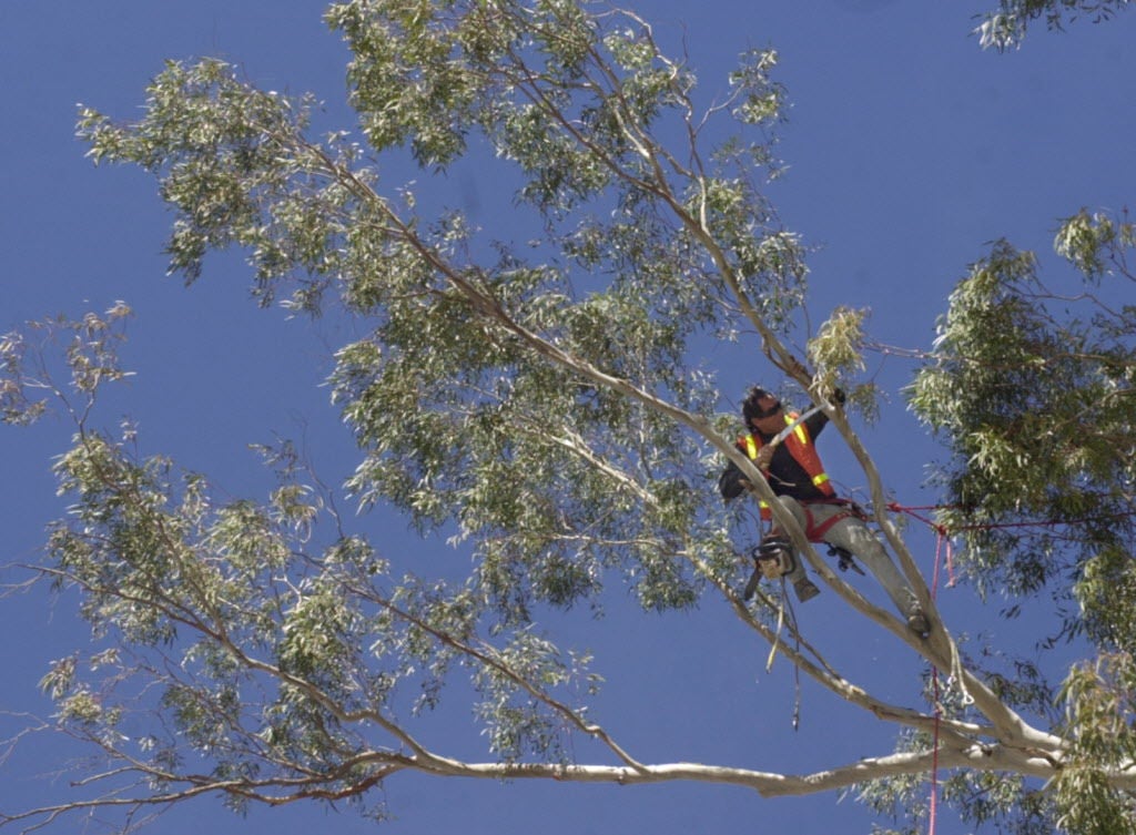 Eucalyptus