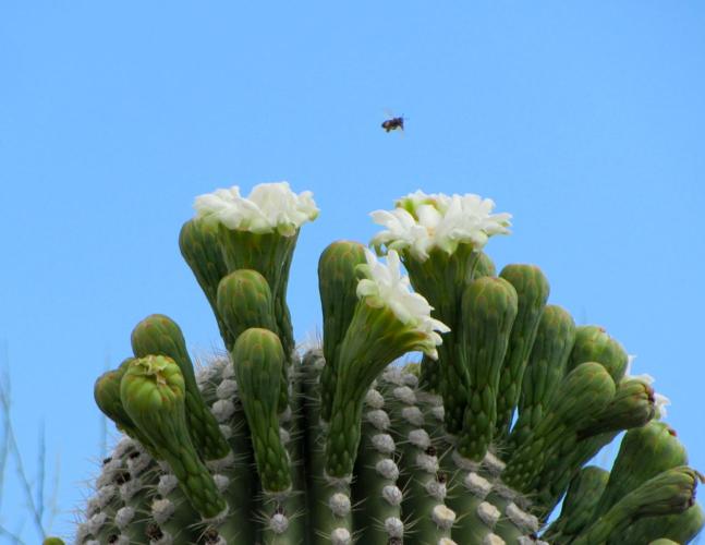 Saguaro blooming in Sabino Canyon