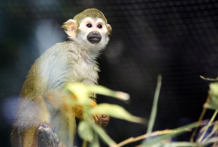 Temple of the Tiny Monkeys (LE)