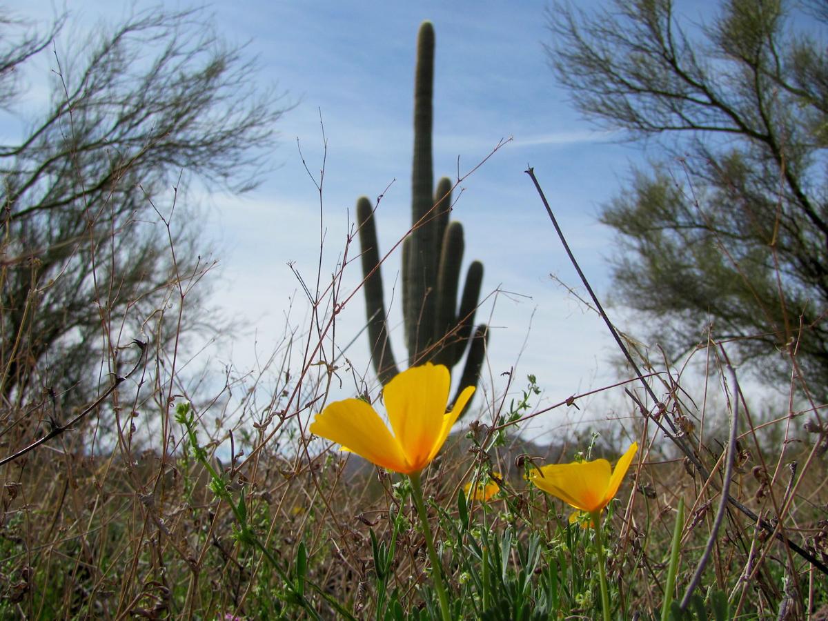 Gold poppies in bloom