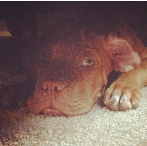 Happy National Dog Day!