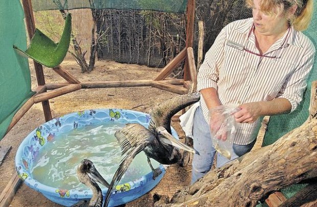 Monsoon-directed pelicans need water, transportation to ocean  