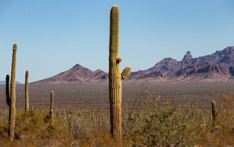 Organ Pipe National Monument, 2020