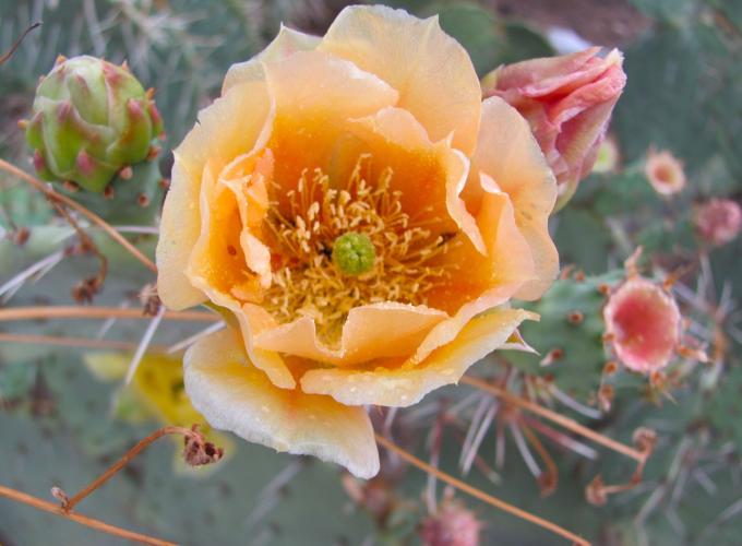 Prickly pear bloom