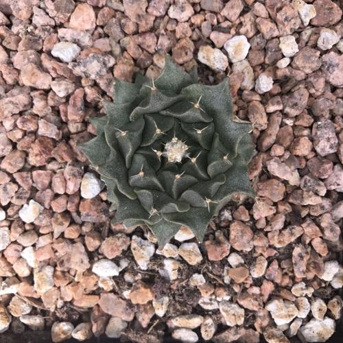 Tohono Chul spring plant sale