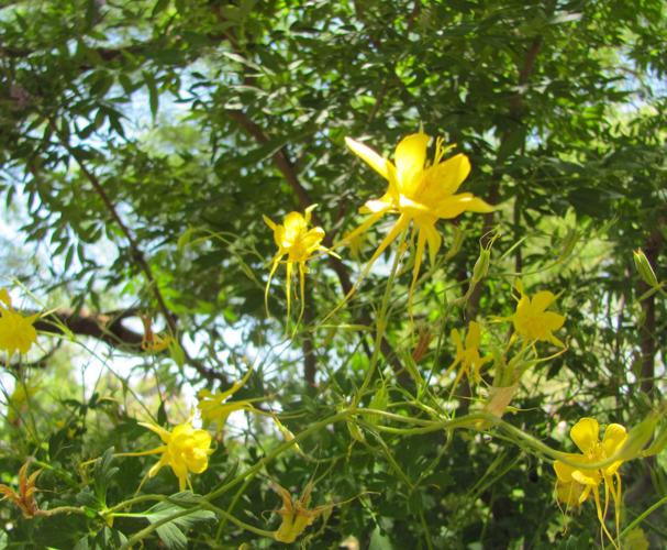 Golden columbines