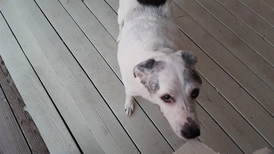 Happy National Dog Day!