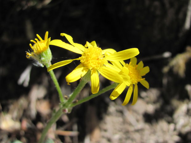 Southwest wildflowers