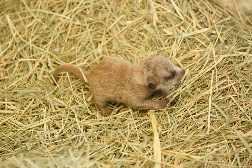 Meerkat pup