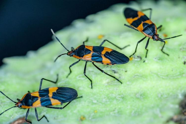 Garden Sage: Tips to attract Monarchs, discourage lizards and transplant cactus