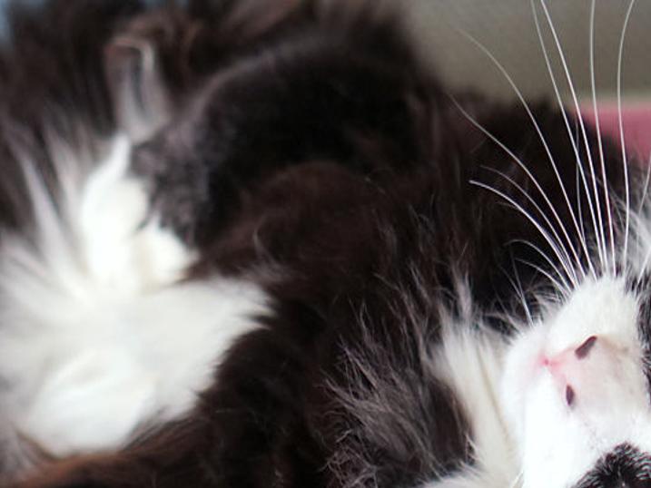 Pets For Adoption Entertainment Tucson Com