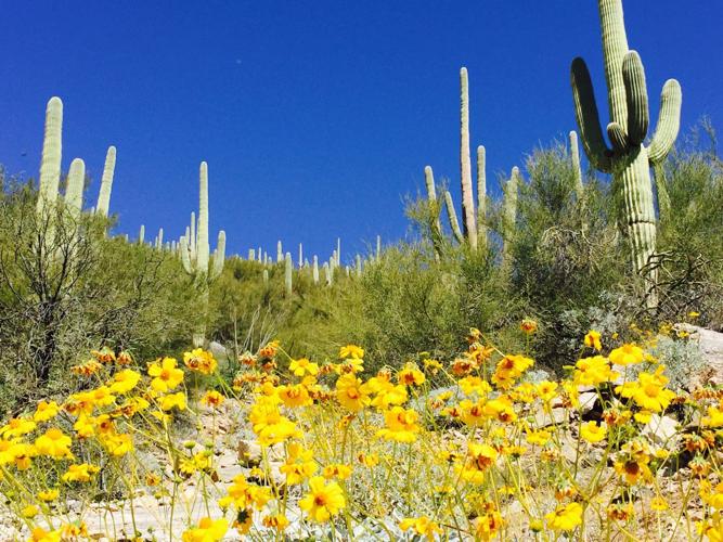 Yellow blooms
