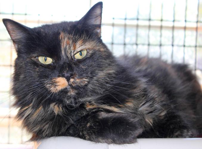 Adopt A Friend: Evangeline