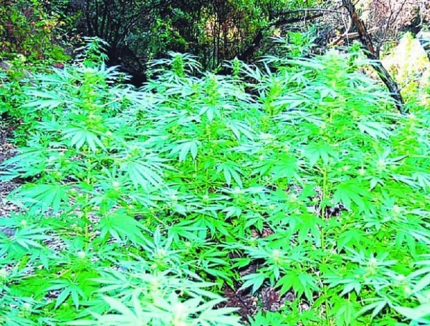 Marijuana fields go up in smoke in LA fire  