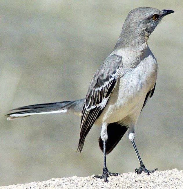 The Mockingbird And The Raven Saddlebag Notes Tucson Com