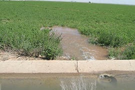 arizona prepare shortage farmers cap water tucson flood alfalfa irrigation maricopa tech field low used