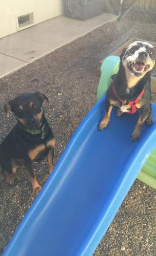 Happy National Dog Day!