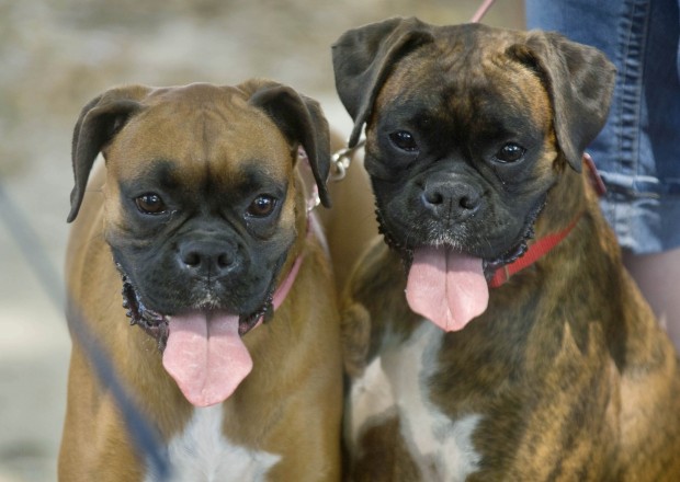 Animal shots of the week