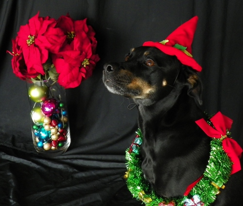 Tucson's holiday pets