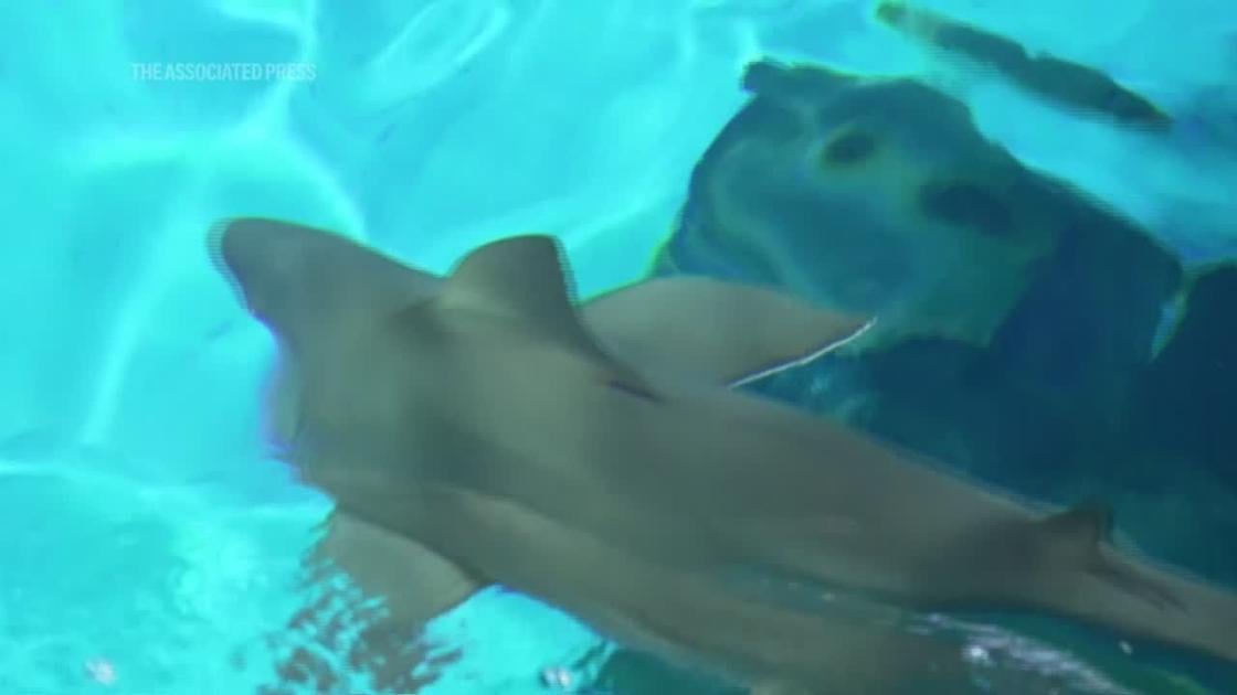 At Las Vegas casino's shark tank, the sharks eat just as good as the tourists, dietician says