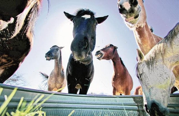 Sanctuary for equine 'rejects'  