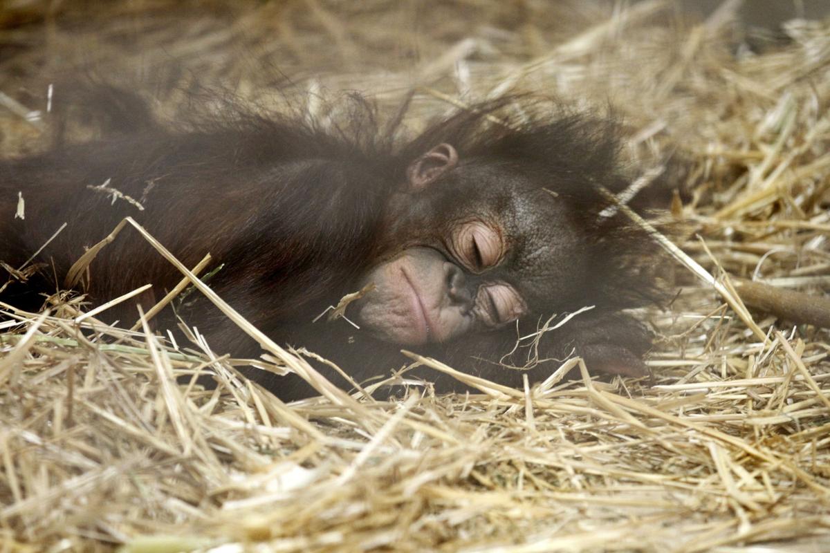 Baby zoo animals