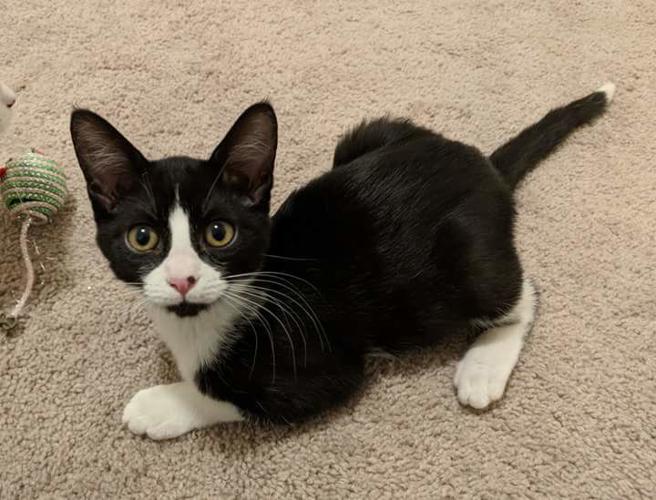 Adopt a friend: Avery