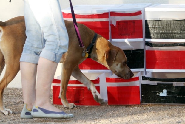 Nosework Dogs