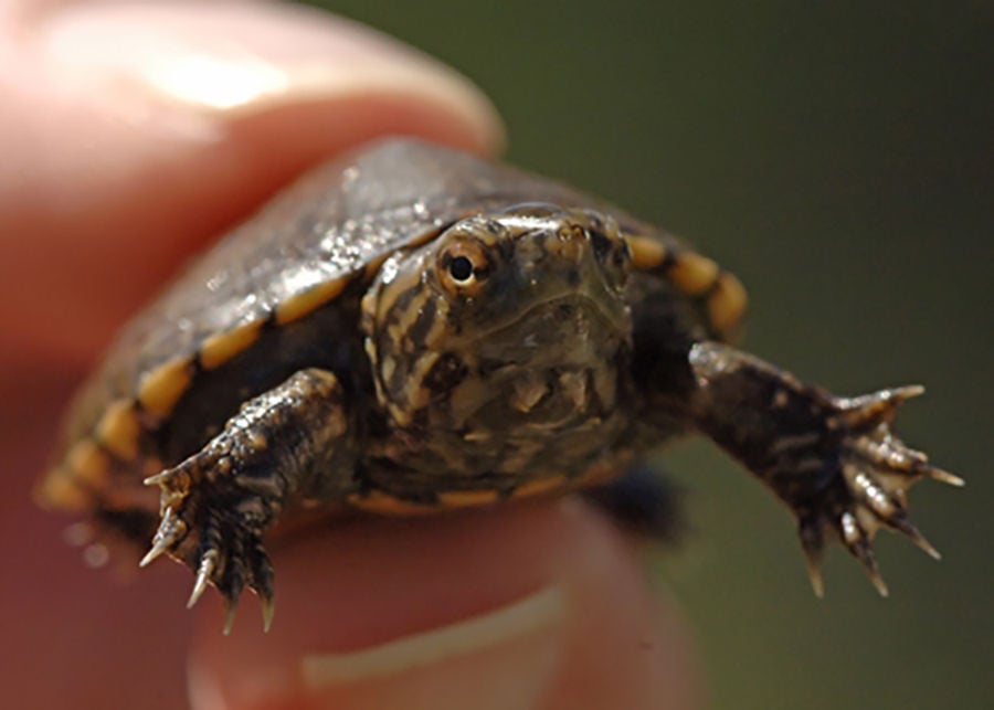 Sonoyta mud turtle