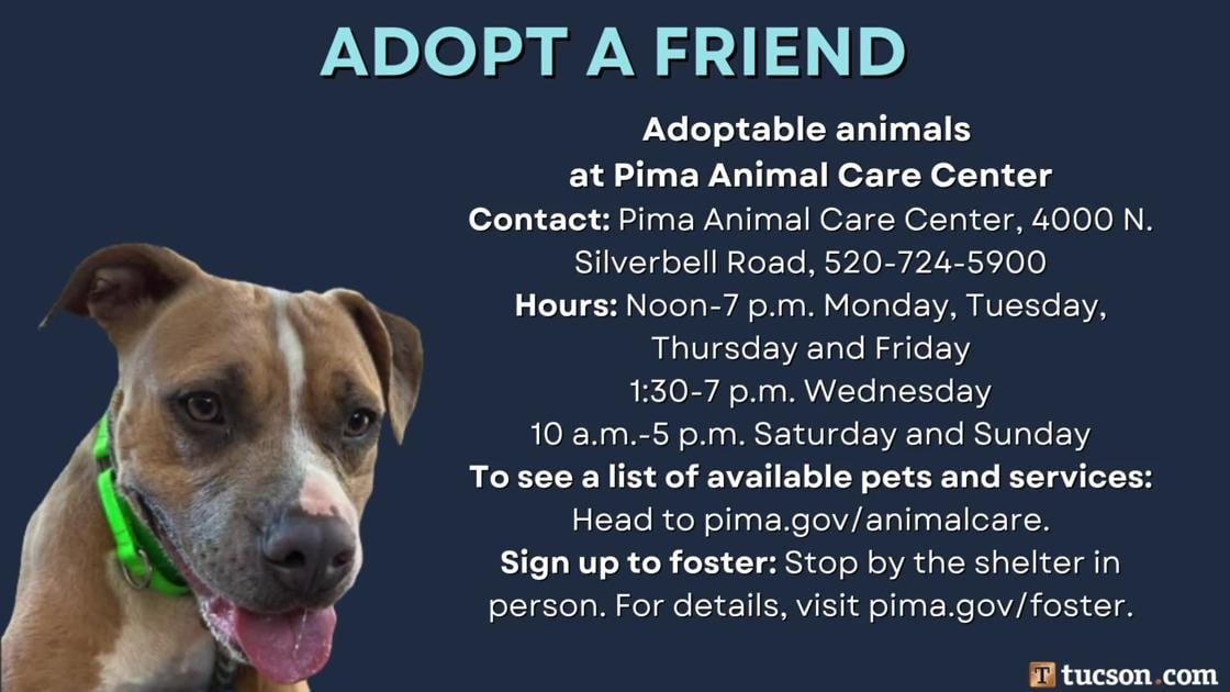 Adopt a friend: Local pets up for adoption for October 19